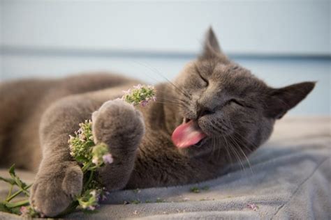 do cats like chanel perfume|10 Smells That Attract Cats: Vet Approv.